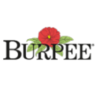 Burpee