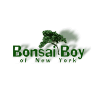 Bonsai Boy of New York